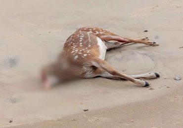 Encontraron muerto un ciervo axis en la playa de Piriápolis y horas después le robaron la cabeza