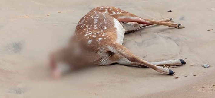 Encontraron muerto un ciervo axis en la playa de Piriápolis y horas después le robaron la cabeza