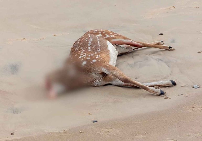 Encontraron muerto un ciervo axis en la playa de Piriápolis y horas después le robaron la cabeza