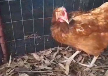 MGAP confirma un caso de influenza aviar en aves de traspatio en Colonia
