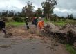 Retiraron un eucaliptus de gran porte que bloqueaba Camino Los Ceibos