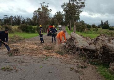 Retiraron un eucaliptus de gran porte que bloqueaba Camino Los Ceibos
