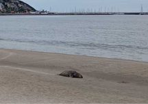 Apareció un elefante marino juvenil en la playa de Piriápolis