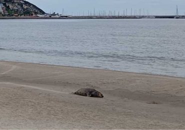 Apareció un elefante marino juvenil en la playa de Piriápolis