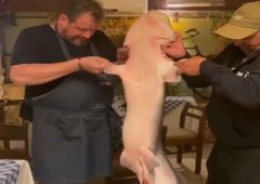 Un pescador capturó y cocinó un tiburón pintarroja de casi 29 kilos en Piriápolis, una especie clasificada como vulnerable