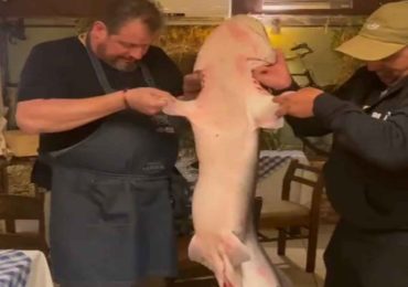 Un pescador capturó y cocinó un tiburón pintarroja de casi 29 kilos en Piriápolis, una especie clasificada como vulnerable