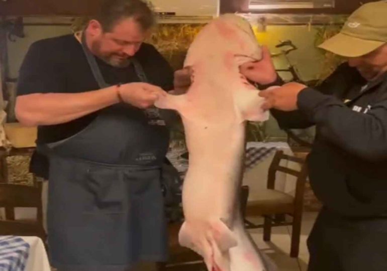 Un pescador capturó y cocinó un tiburón pintarroja de casi 29 kilos en Piriápolis, una especie clasificada como vulnerable